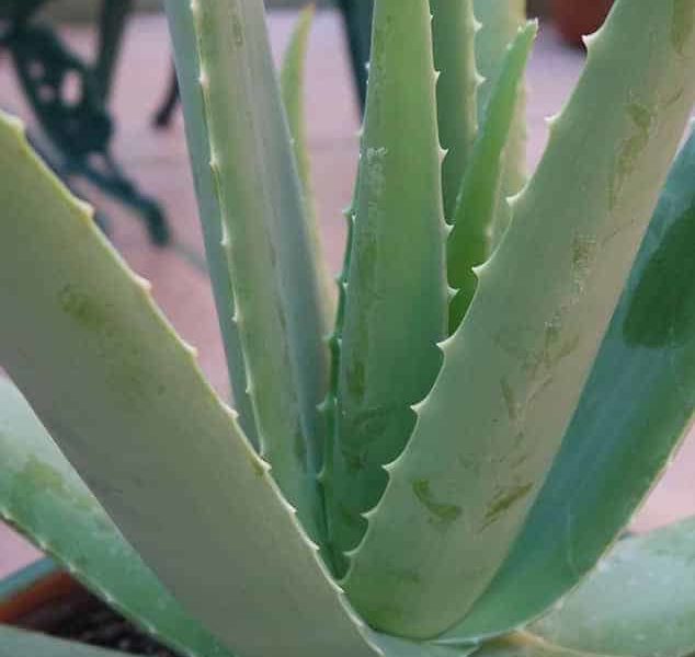 Au secours, mon aloès s’effondre : Qu’est-ce qui cause une plante d’aloès tombante ?